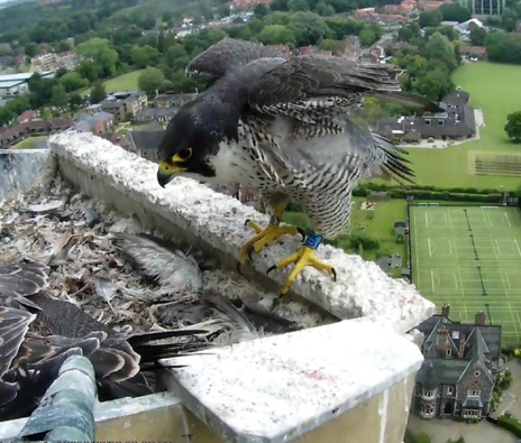 Peregrin Falcons At Norwich Cathedral Outdoors Discover